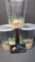 HORN WORMS 3 PACK OF 12 COUNT HORN WORMS PLUS FOOD Value Pack