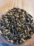 Black Soldier Fly Larvae ( 500 count ) buy 1 get 1 free sale!!!!