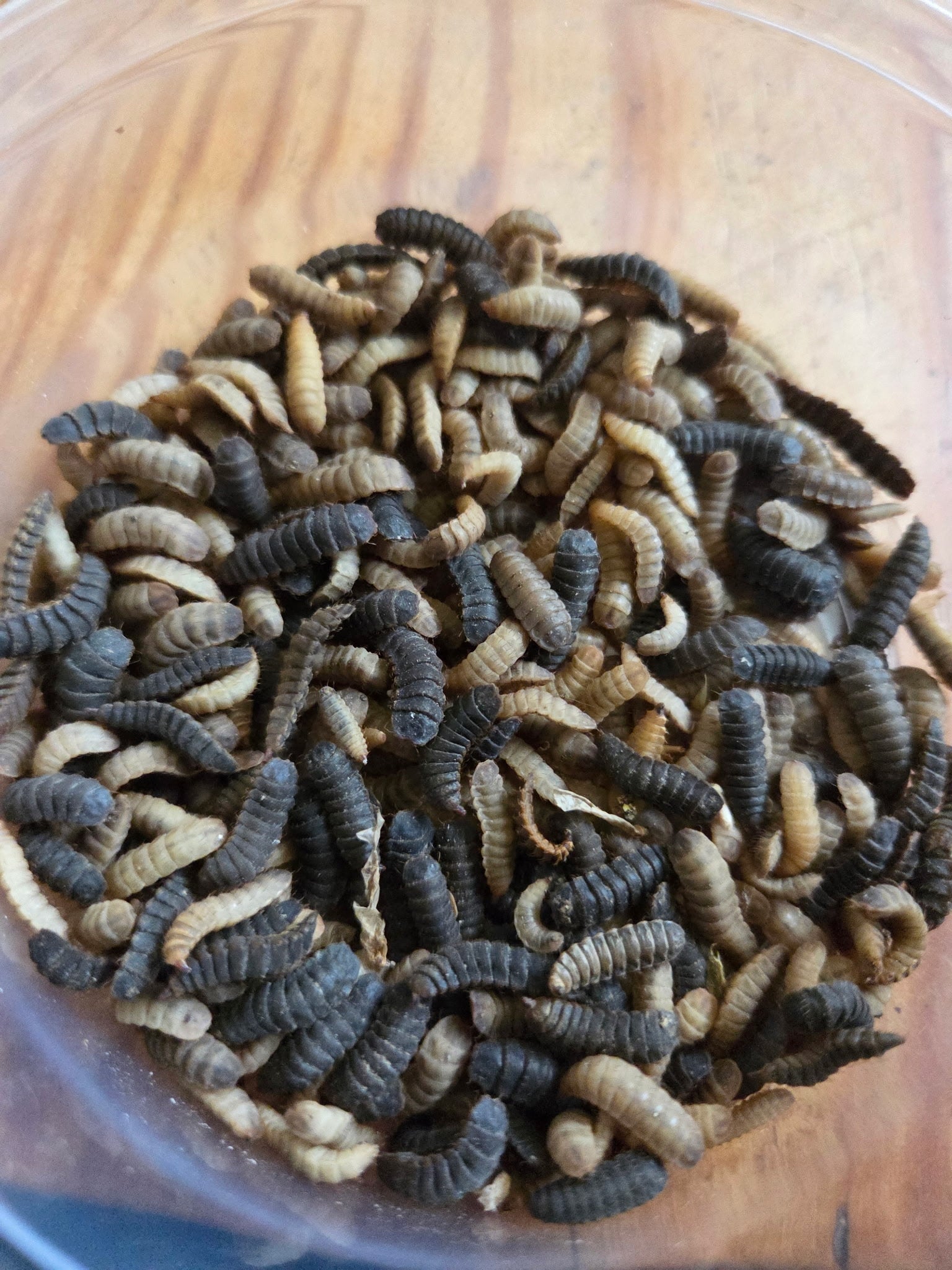 Black Soldier Fly Larvae ( 50 count ) buy 1 and get 1 free