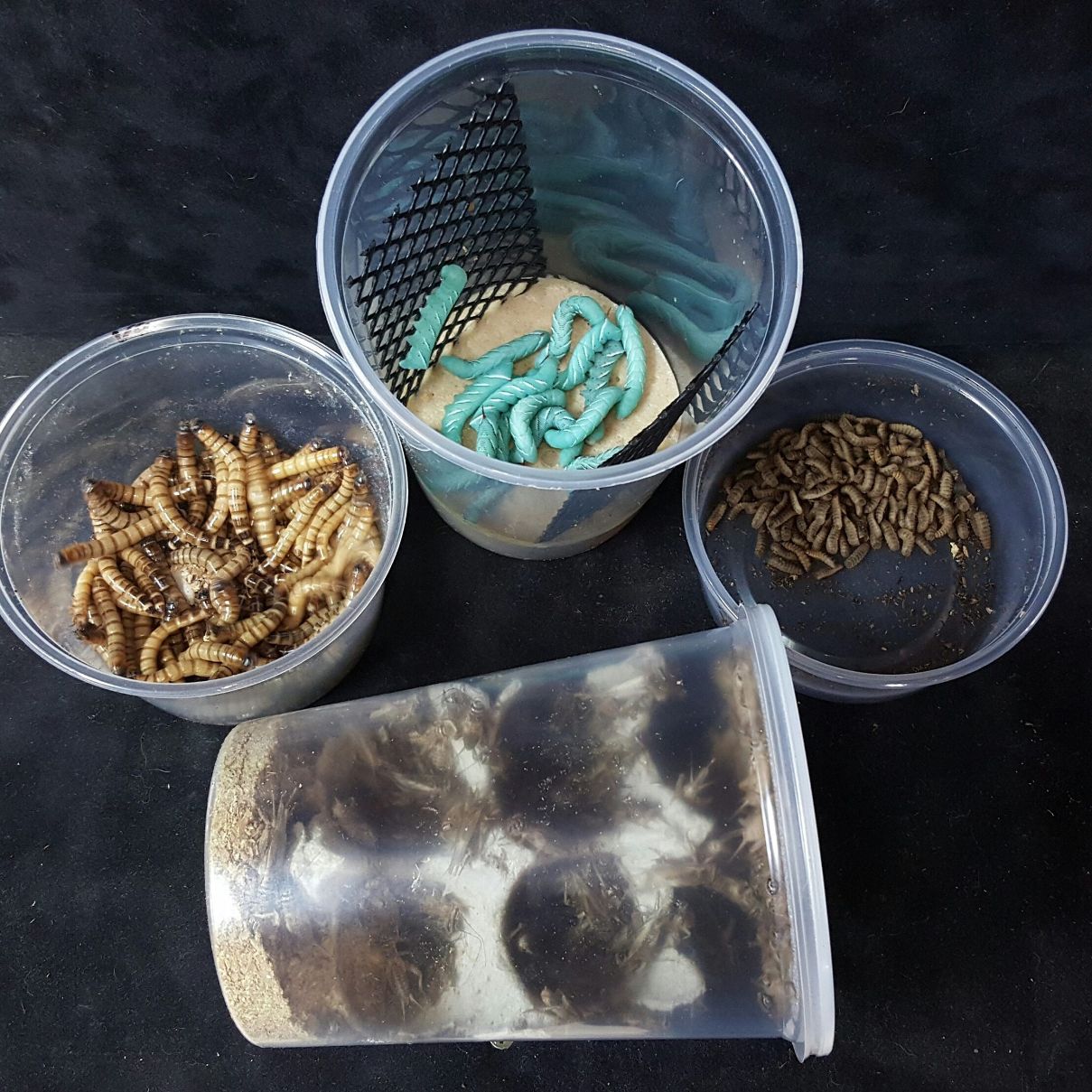 Chameleon Sample Value Pack