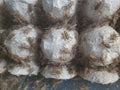 Banded Crickets ( 50 ct ) - Mixed Size