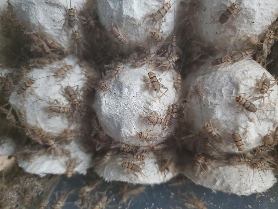 Banded Crickets ( 50 ct ) - Mixed Size