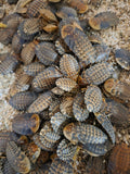 Discoid Roaches 1/2" ( 100 count )