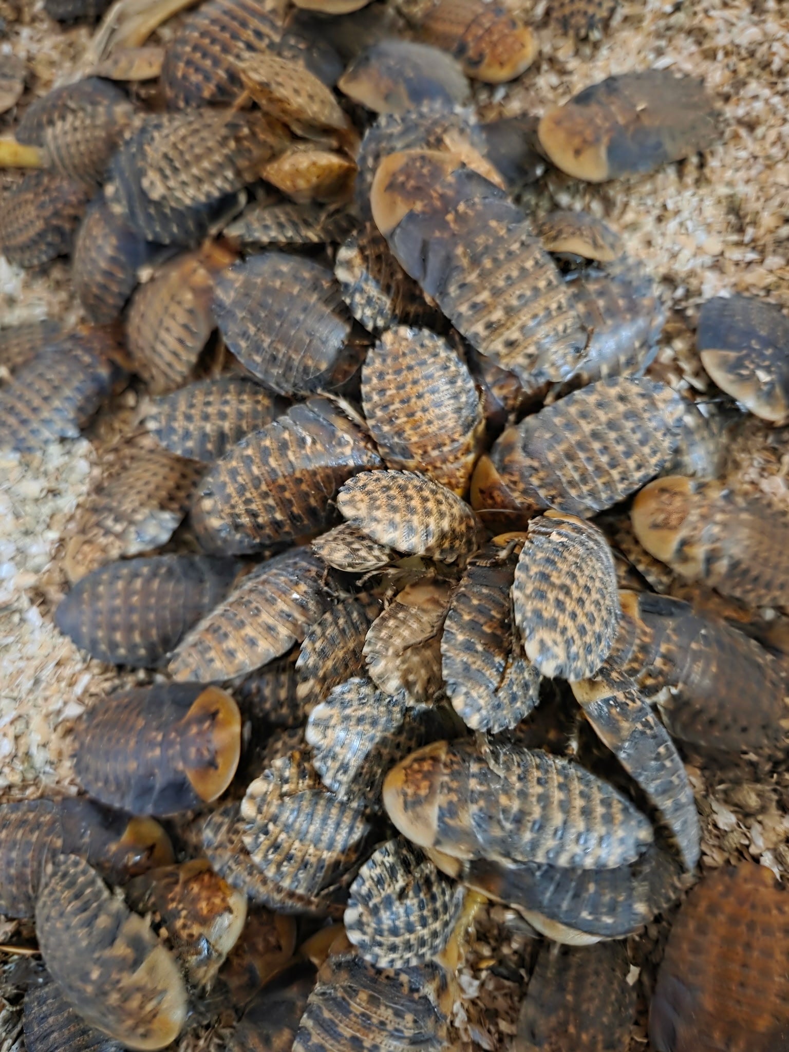 Discoid Roaches 1/2" ( 100 count )