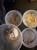 Gecko Value Pack