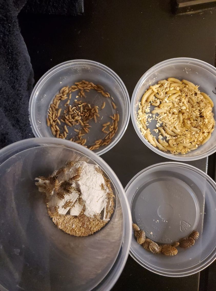 Gecko Value Pack