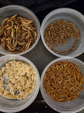 Leopard Gecko Value Pack