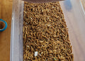 Meal Worms ( 1000 count )