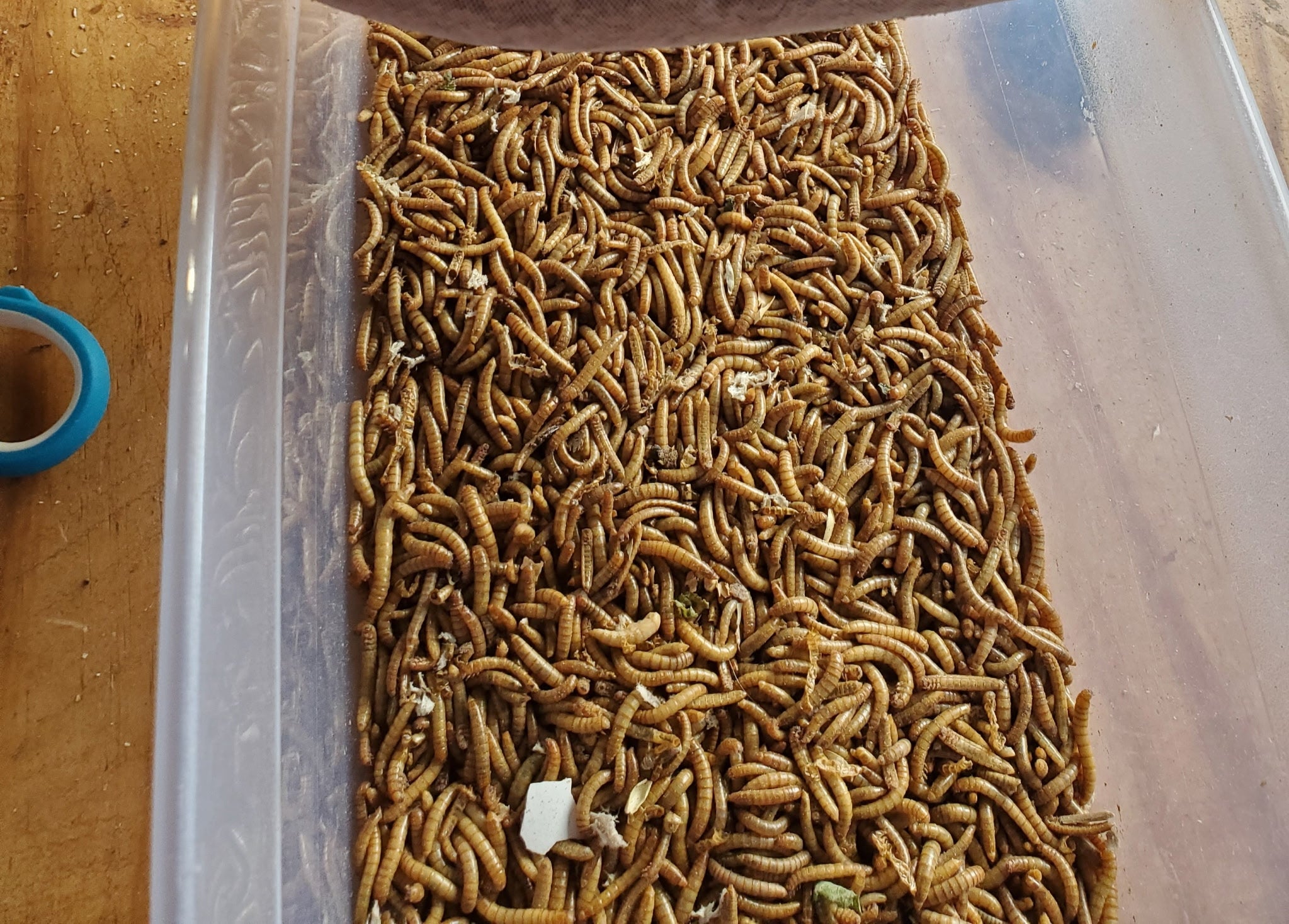 Meal Worms ( 1000 count )
