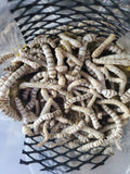 Silk Worms ( 25 count ) a mix of asst. sizes small med and large