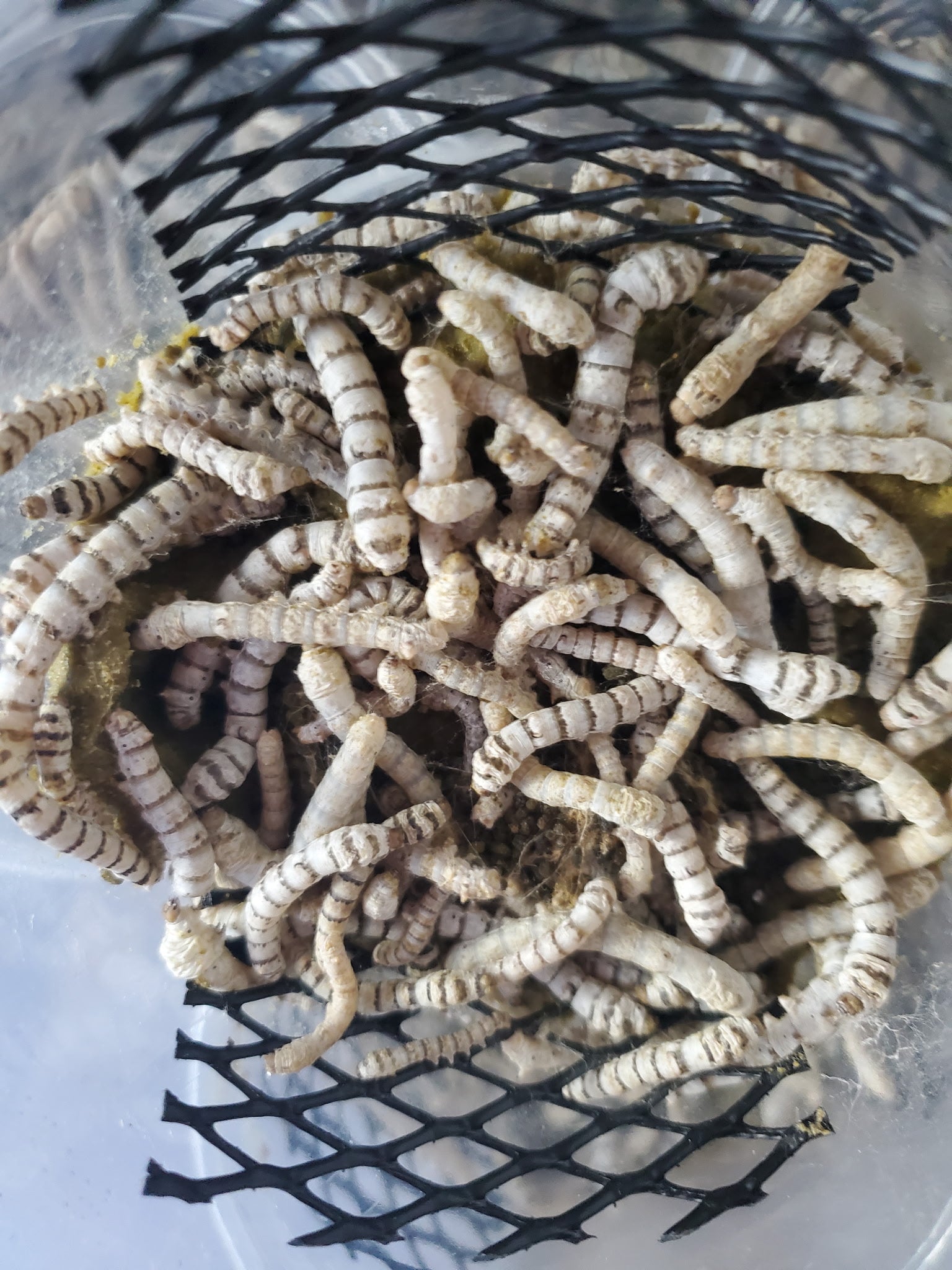Silk Worms ( 25 count ) a mix of asst. sizes small med and large