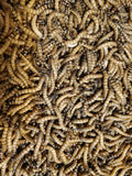Super Worms ( 500 count )