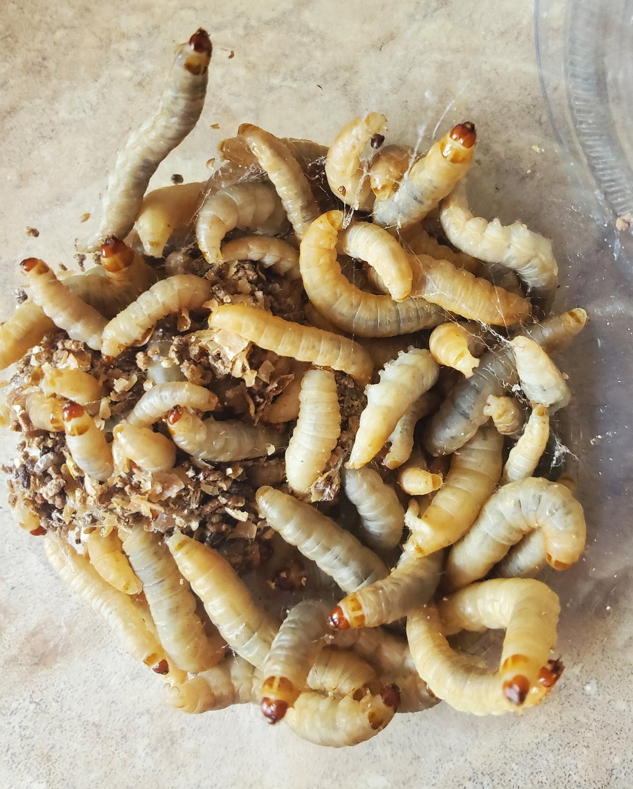 Wax Worms ( 225 count )
